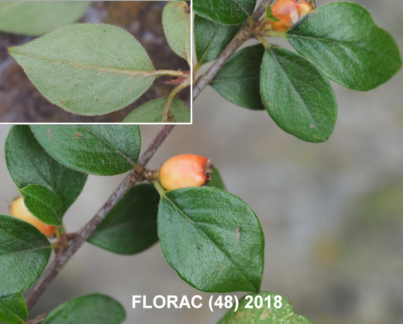 Cotoneaster, Himalayan leaf